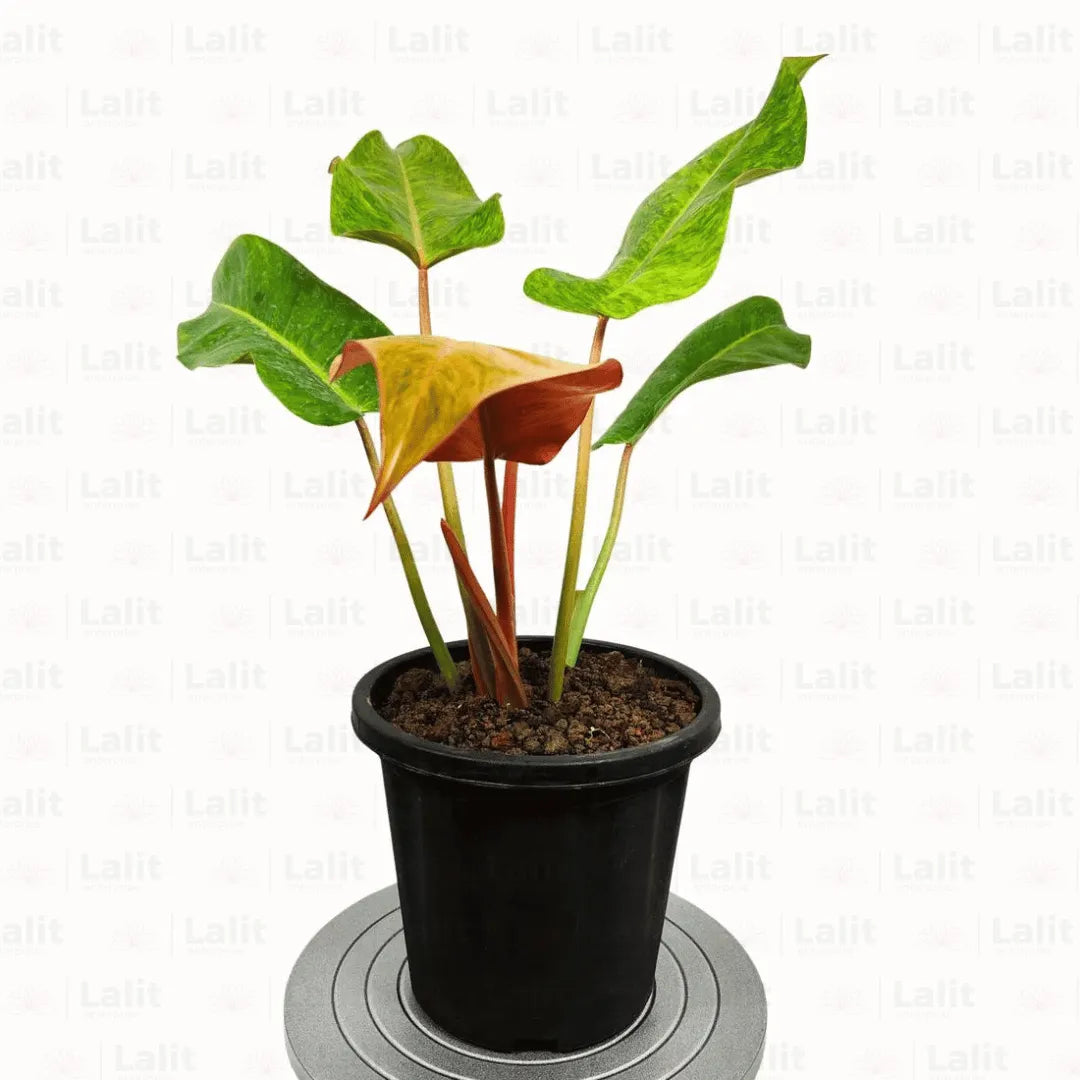 Buy Philodendron Erubescens " Painted Lady " Plants Online at Lalitenterprise