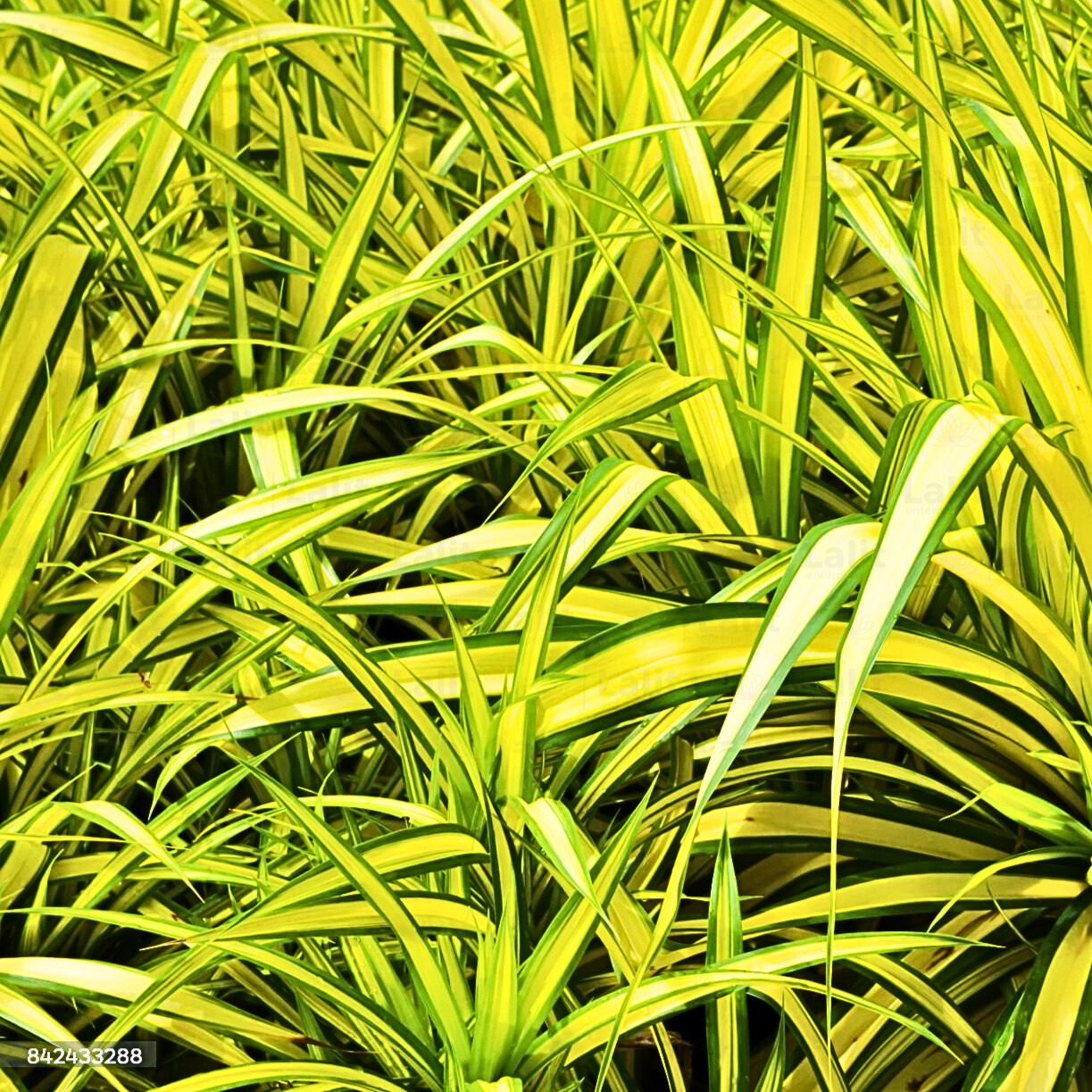 Buy Pandanus Golden - Plant Online at Lalitenterprise