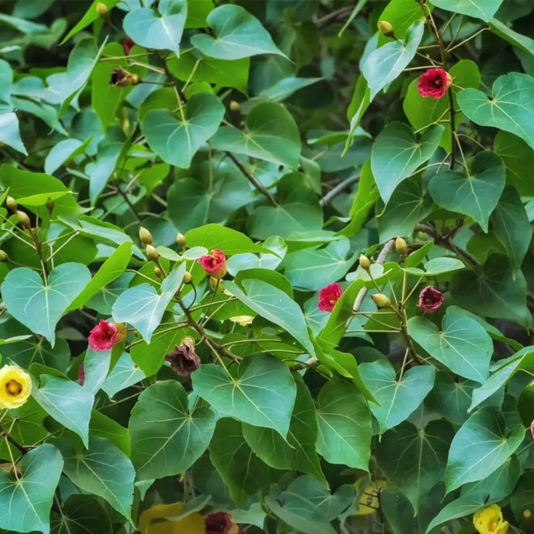 Buy Paras peepal Plant - Lalit enterprise