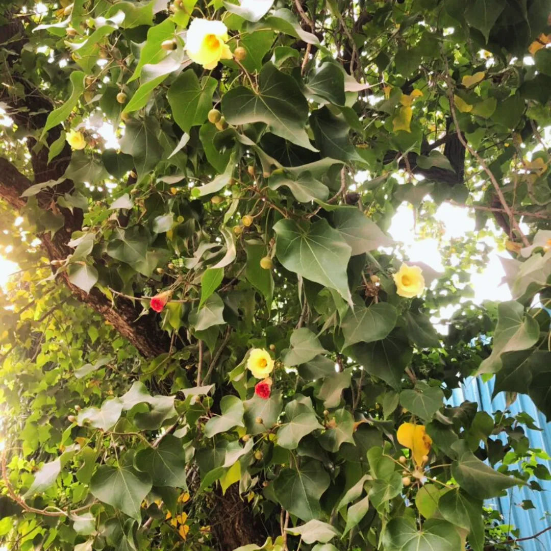 Thespesia populnea - Plant