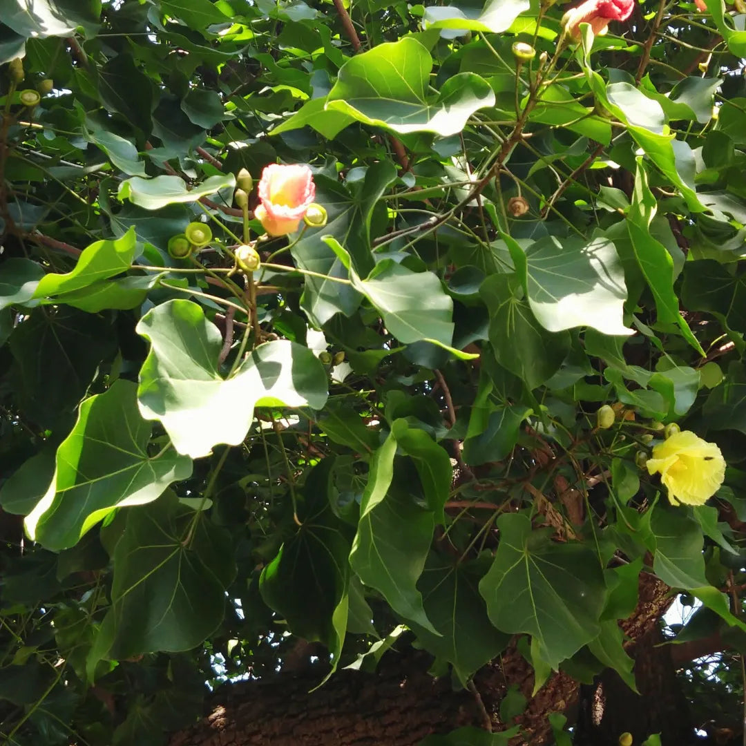 Paras peepal Flowering & Worship Plant