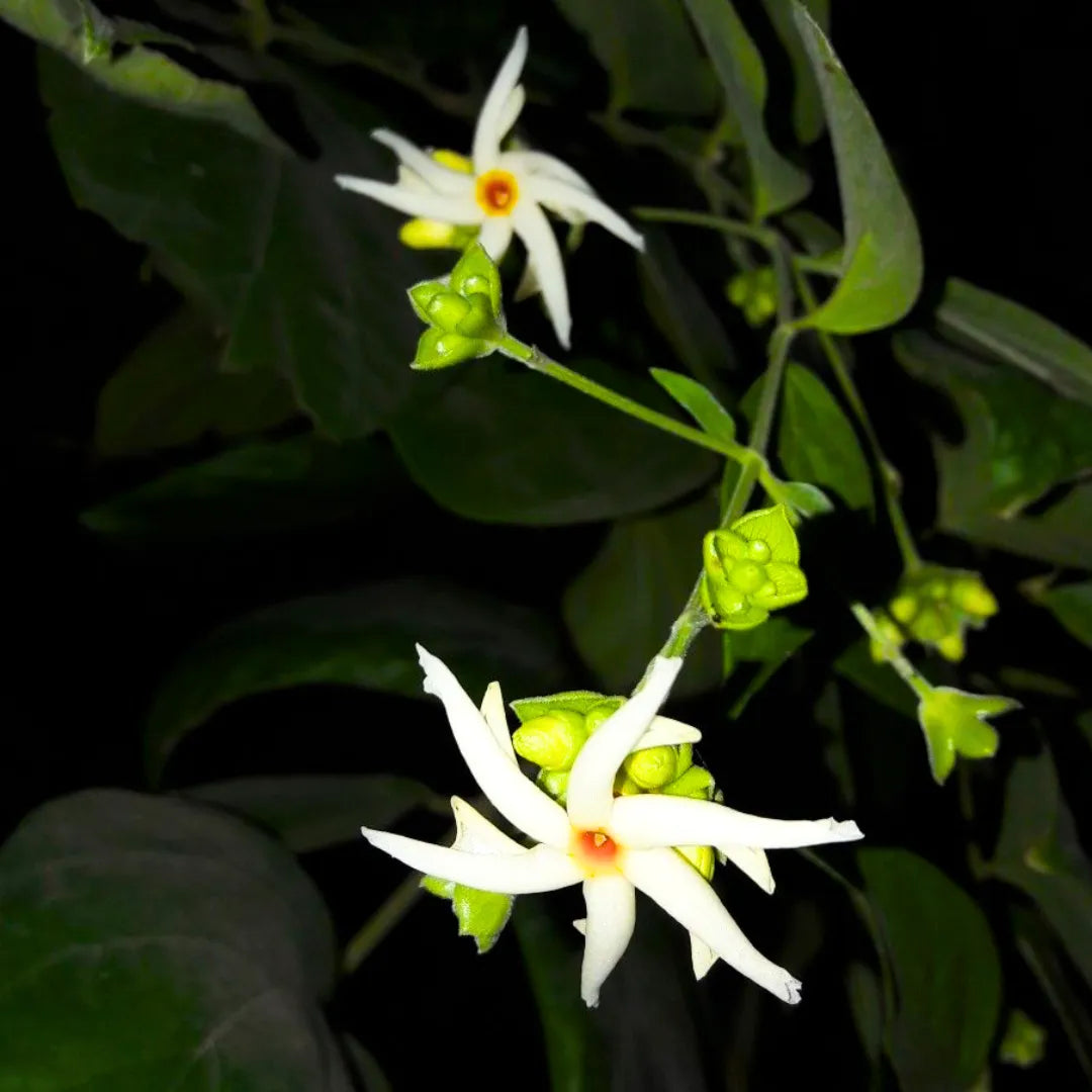 Buy Parijat "Night-flowering Jasmine" - Plant Online at Lalitenterprise