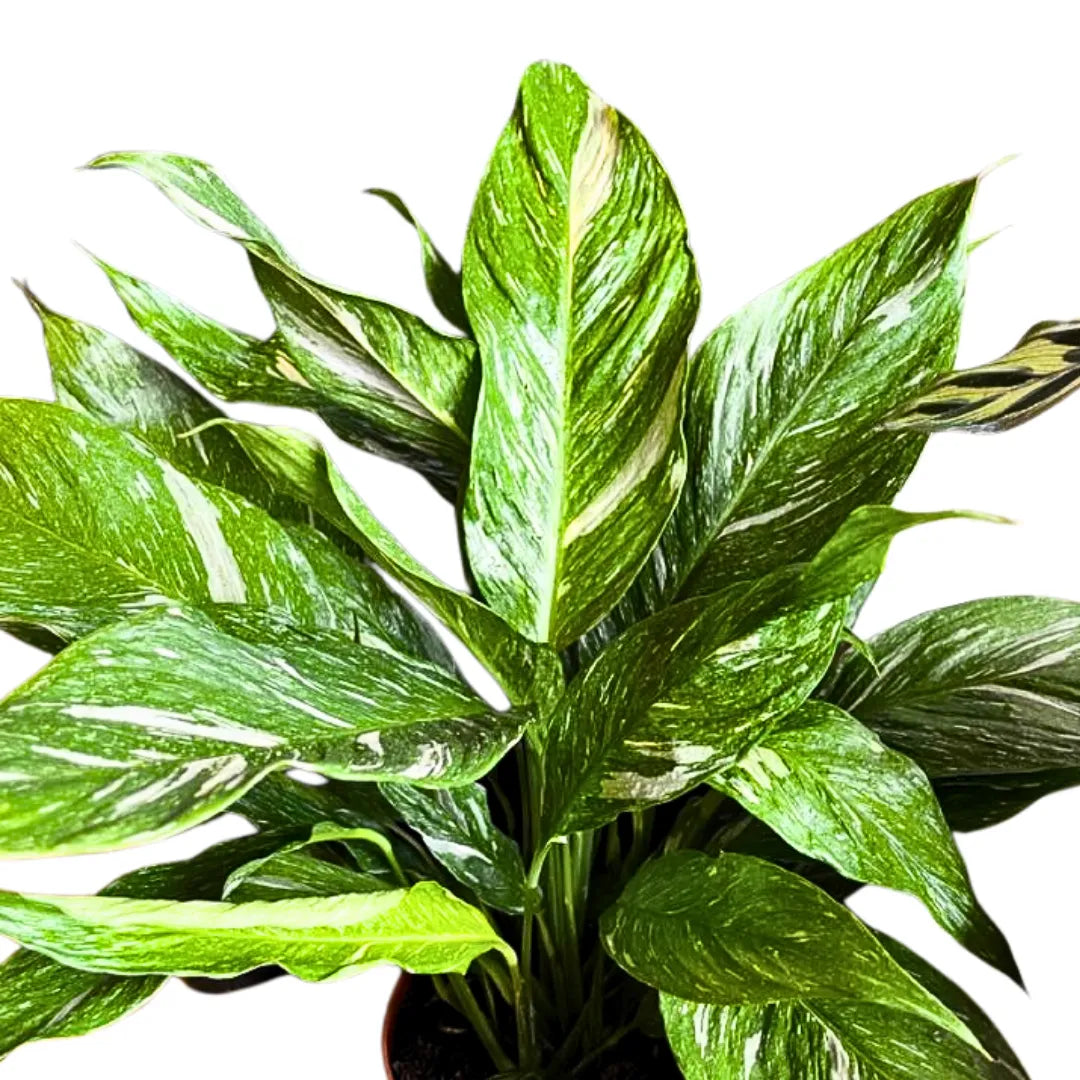 domino peace lily for sale Variegated Peace Lily (Spathiphyllum wallisii 'Domino')
