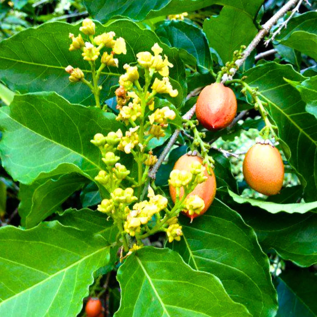 Buy Peanut Butter - Plant Online at Lalitenterprise