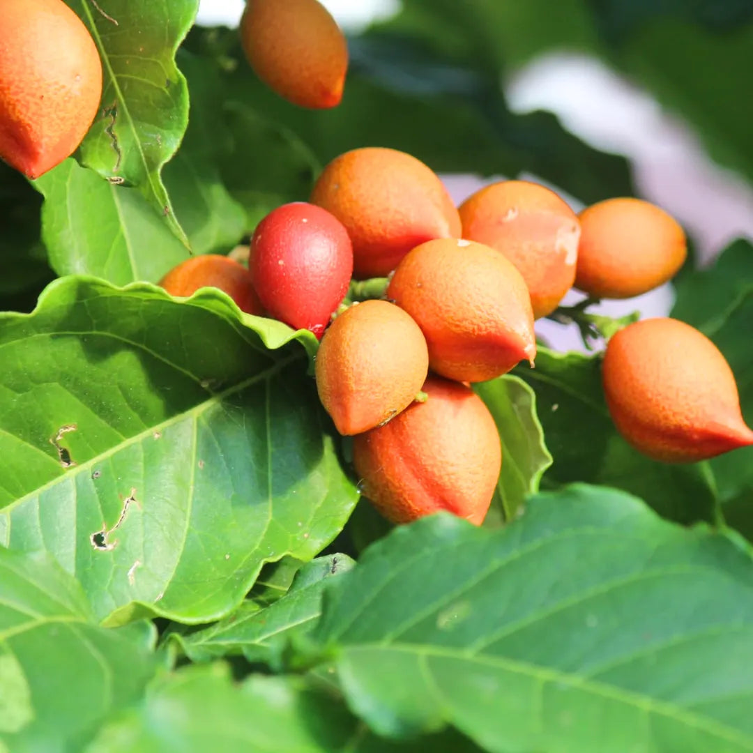 Buy Bunchosia Glandulifera - Plant Online at Lalitenterprise