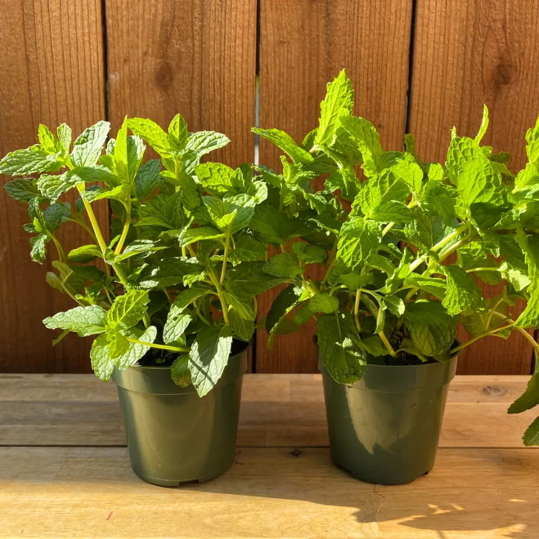 peppermint potted plant Peppermint (Mentha Piperita)