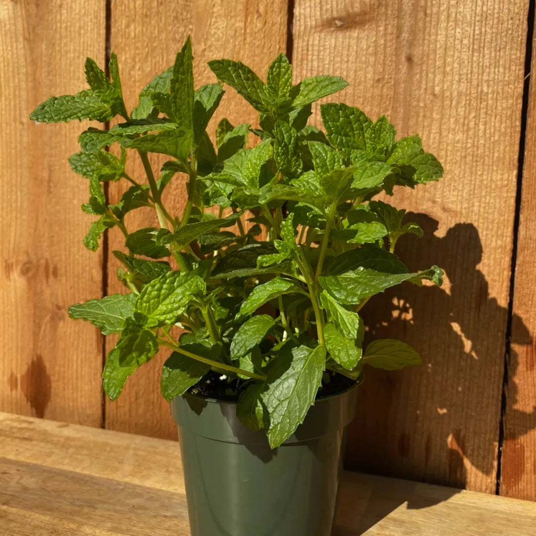 Buy Peppermint (Mentha Piperita) - Plant Online at Lalitenterprise