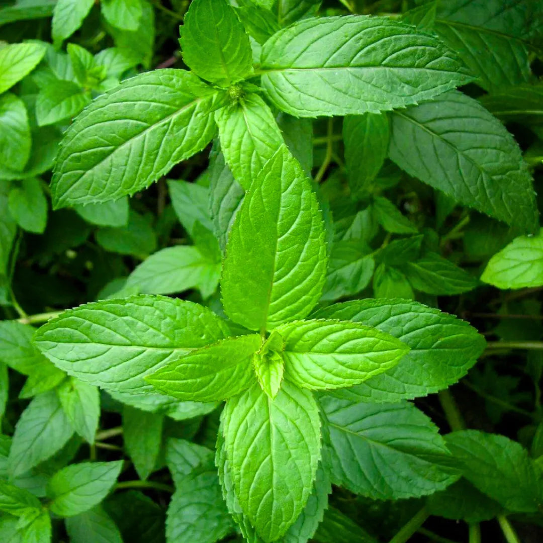 Buy Peppermint (Mentha Piperita) - Plant Online at Lalitenterprise