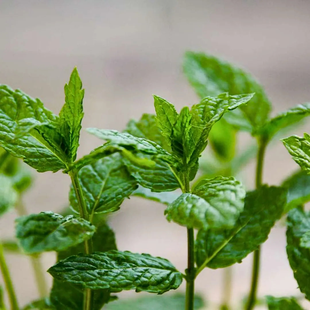 Buy Peppermint (Mentha Piperita) - Plant Online at Lalitenterprise