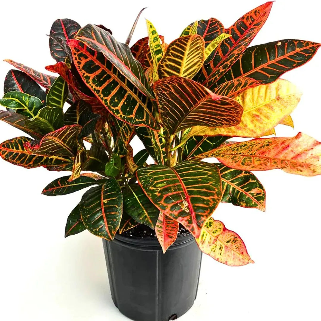 Buy Petra Croton (Codiaeum Variegatum) - Plant Online at Lalitenterprise