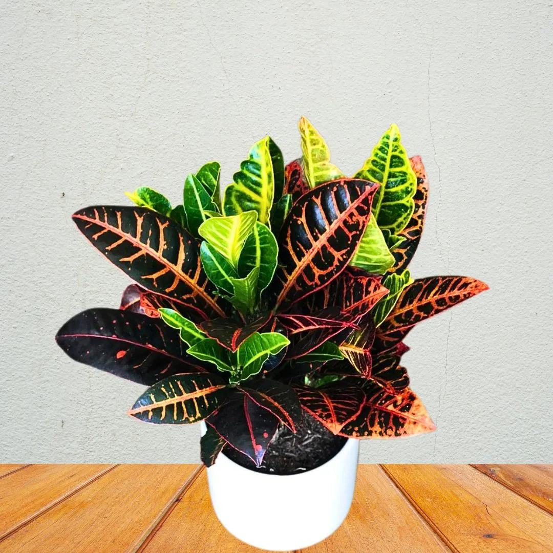 Buy Codiaeum Variegatum - Plant Online at Lalitenterprise