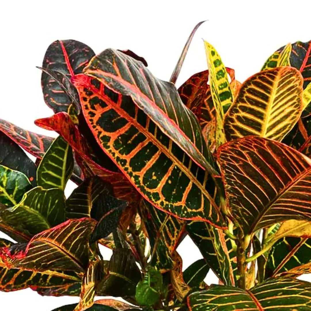 Buy Petra Croton - Plant Online at Lalitenterprise