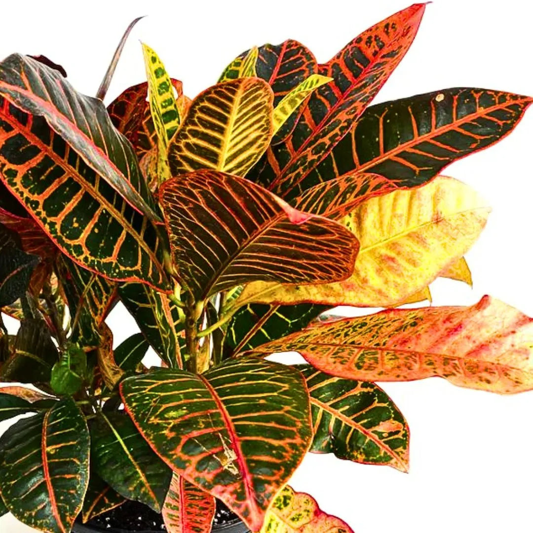 Buy Petra Croton (Codiaeum Variegatum) - Plant Online at Lalitenterprise