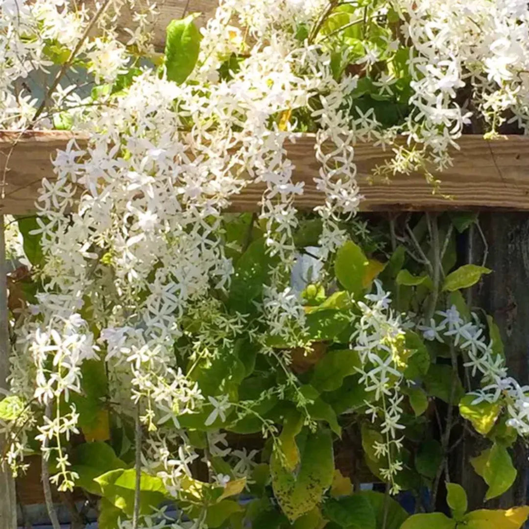 Buy Sandpaper vine White Plant Online at Lalitenterprise