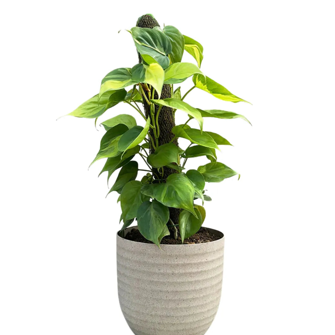 philodendron brasil moss pole Philodendron Brasil with Moss Stick