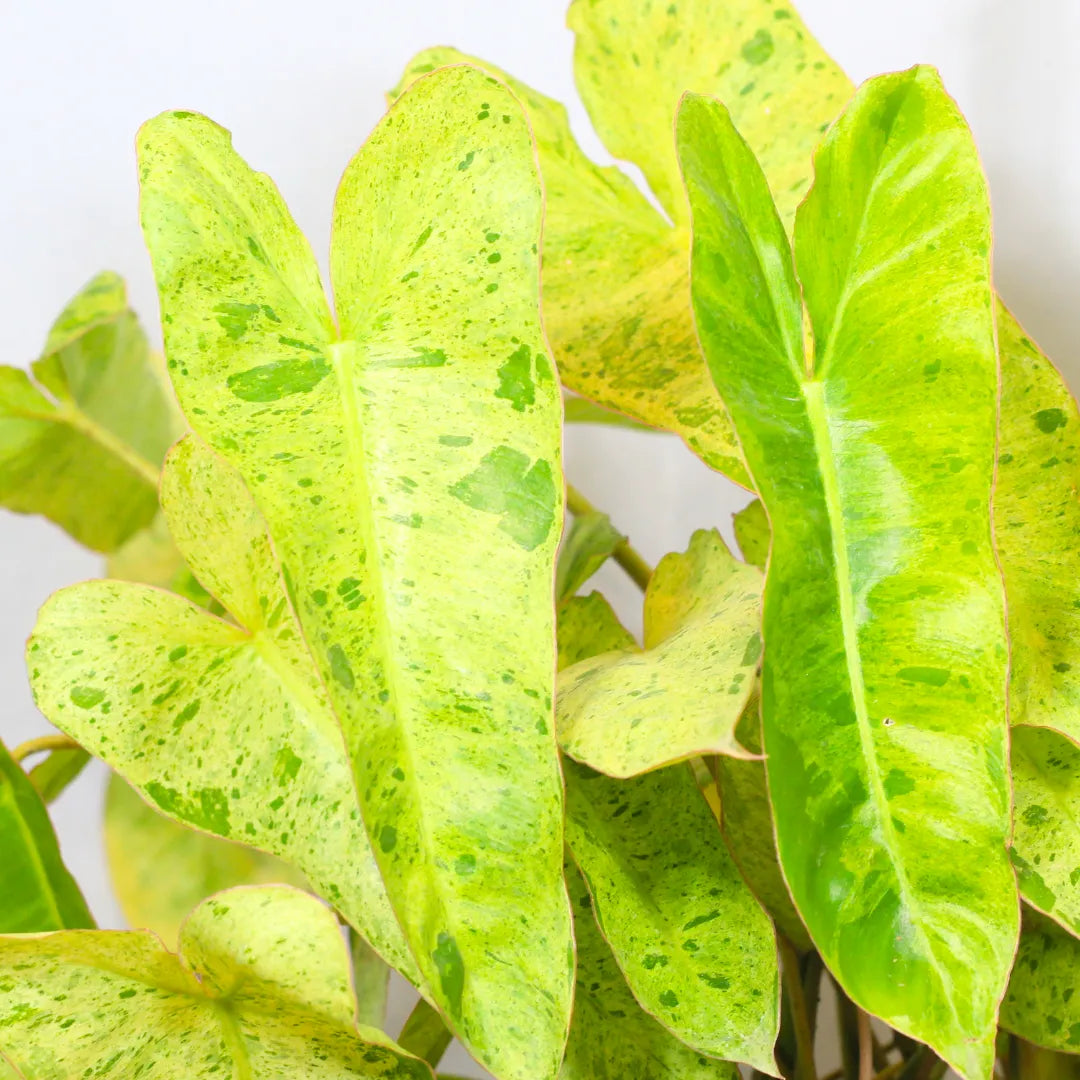 Buy Philodendron Burle Marx "Variegated" - Plant Online at Lalitnterprise