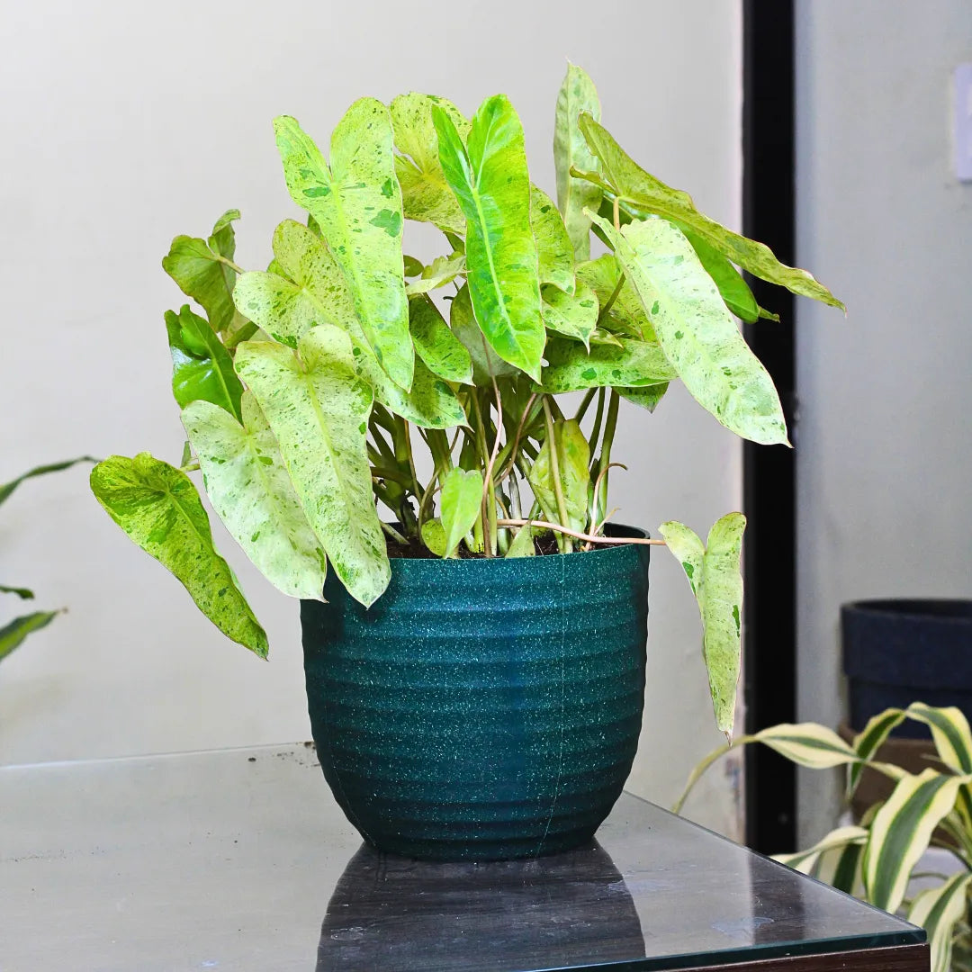 philodendron burle marx soil mix Philodendron Burle Marx "Variegated"