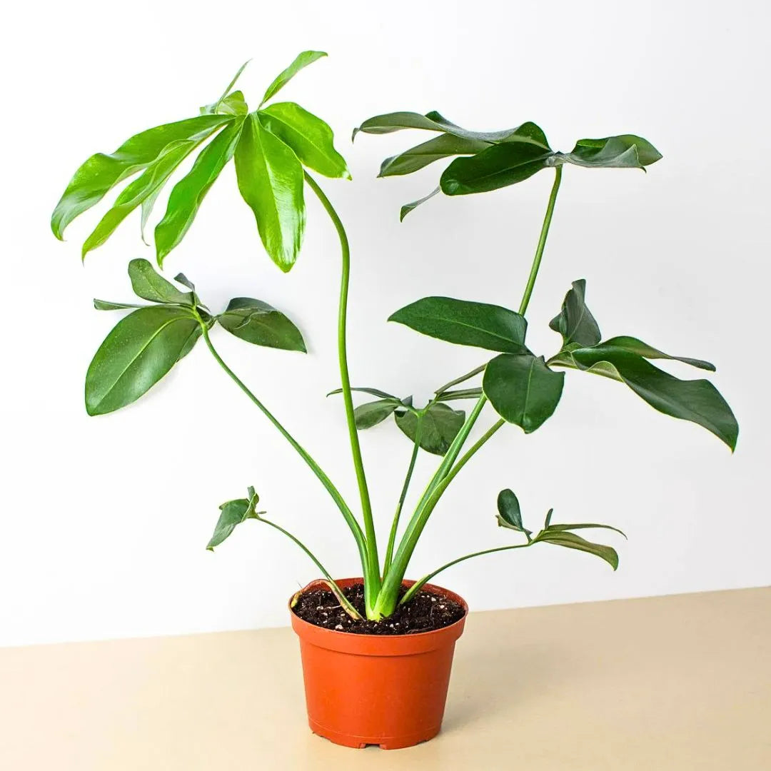 Buy Philodendron Goeldii (Thaumatophyllum Spruceanum) - Plant Online at Lalitenterprise