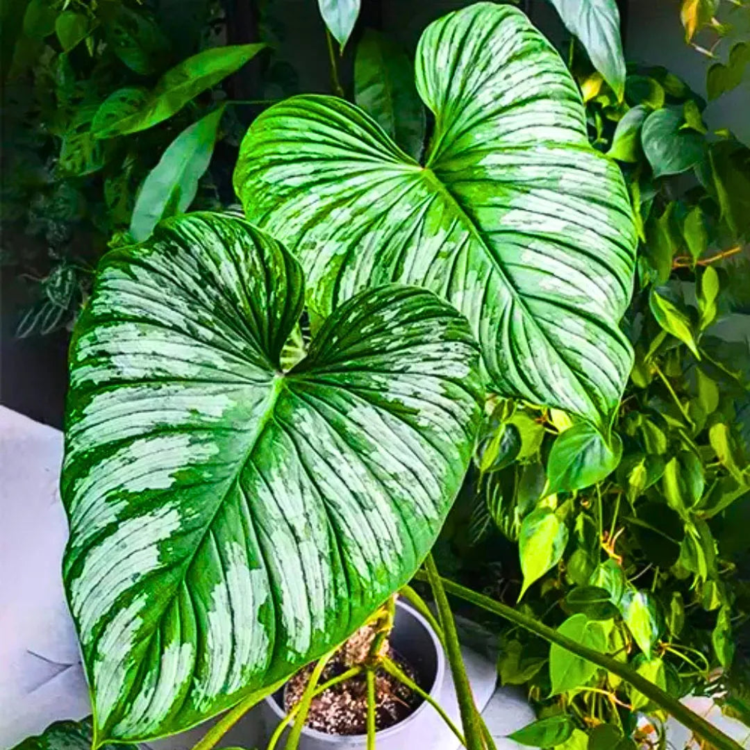 mamei philodendron Philodendron Mamei | Silver Cloud