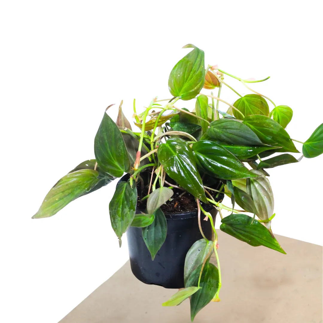 philodendron micans online Philodendron Micans (Velvet Leaf Philodendron)