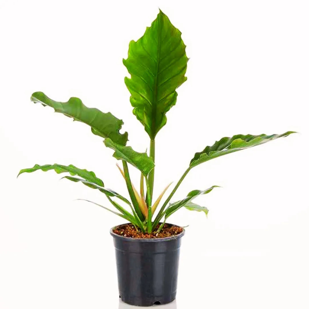 philodendron red pluto Philodendron 'Pluto'