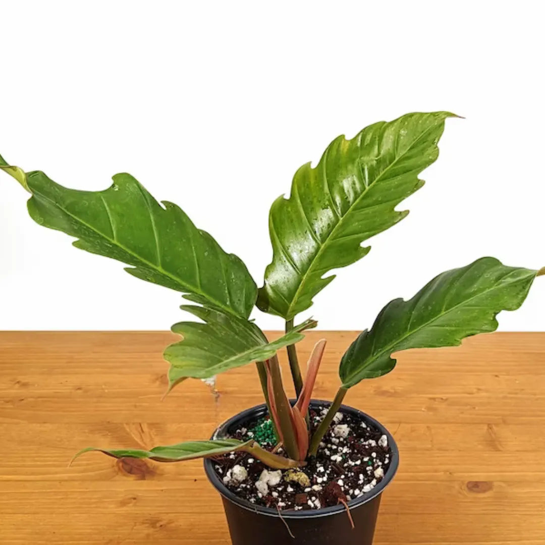 Buy Philodendron Pluto Plant Online at Lalitenterprise