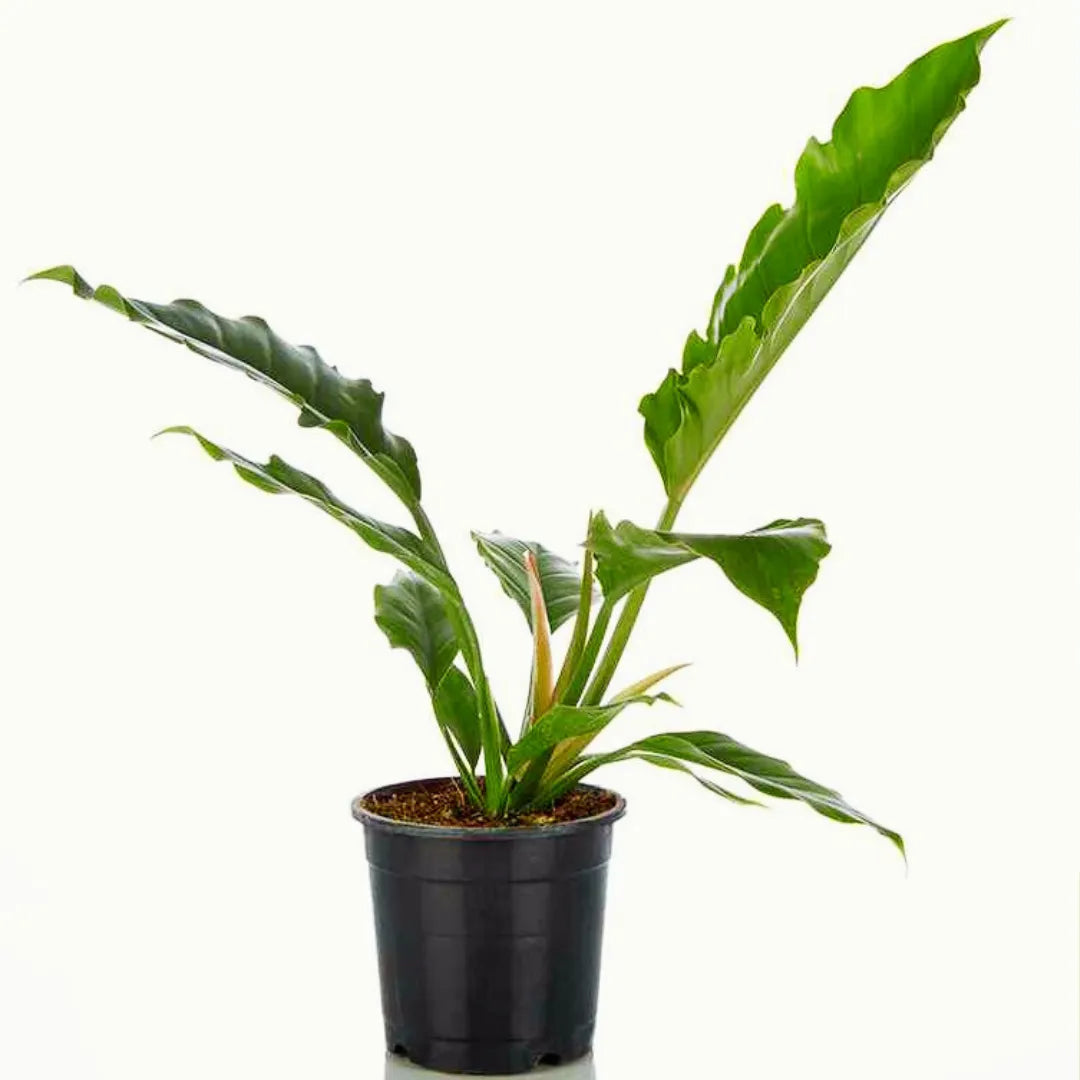 Buy Philodendron Pluto Plant Online at Lalitenterprise