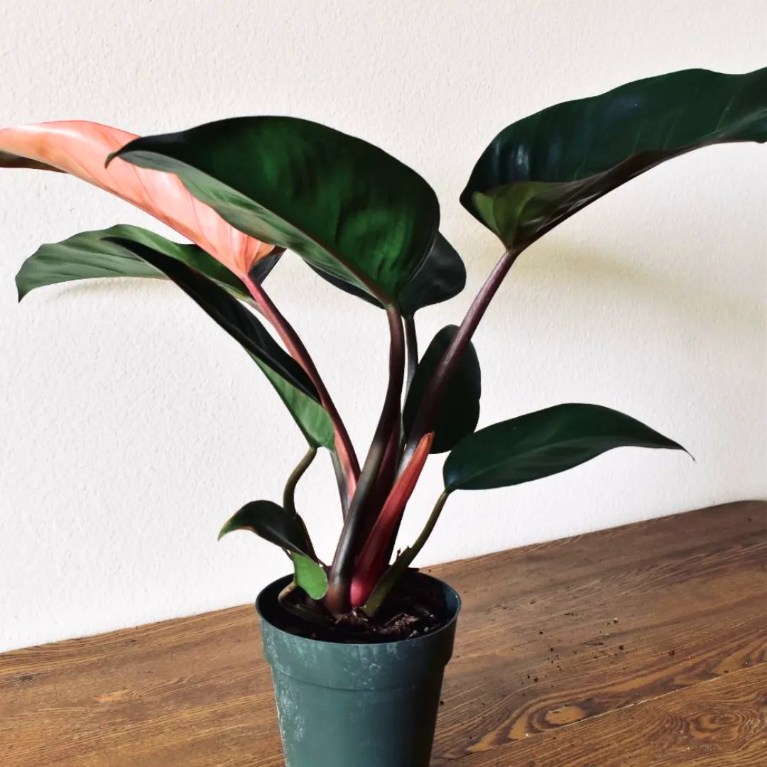 Buy Philodendron Rojo Congo - Plant Online at Lalitenterprise