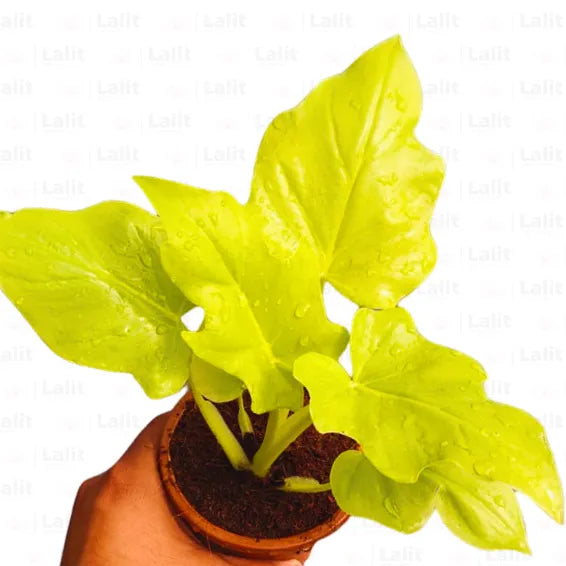 Buy Philodendron Selloum "Golden" - Plant Online at Lalitenterprise