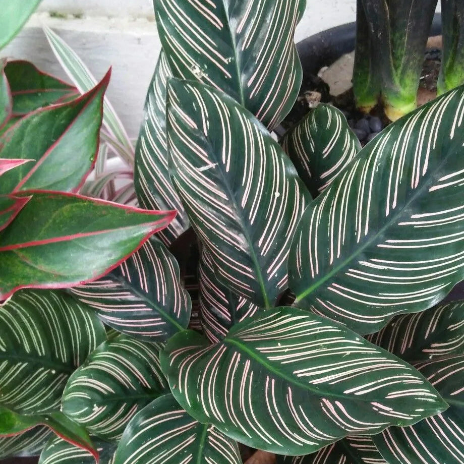 Buy Pin-stripe Calathea | Calathea Ornata – Plant Online at Lalitenterprise