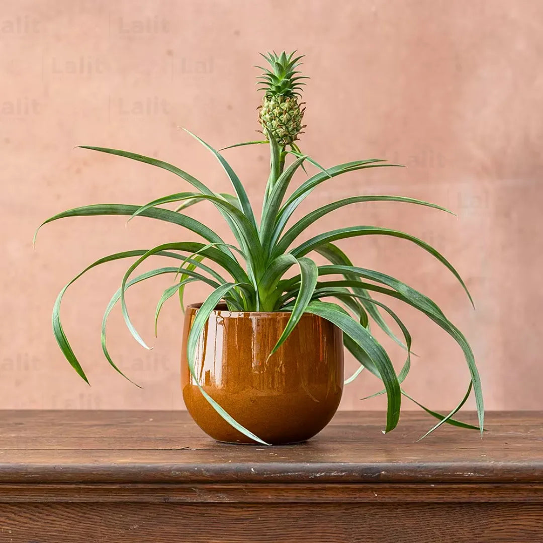 anana pineapple plant Pineapple (Ananas Comosus)