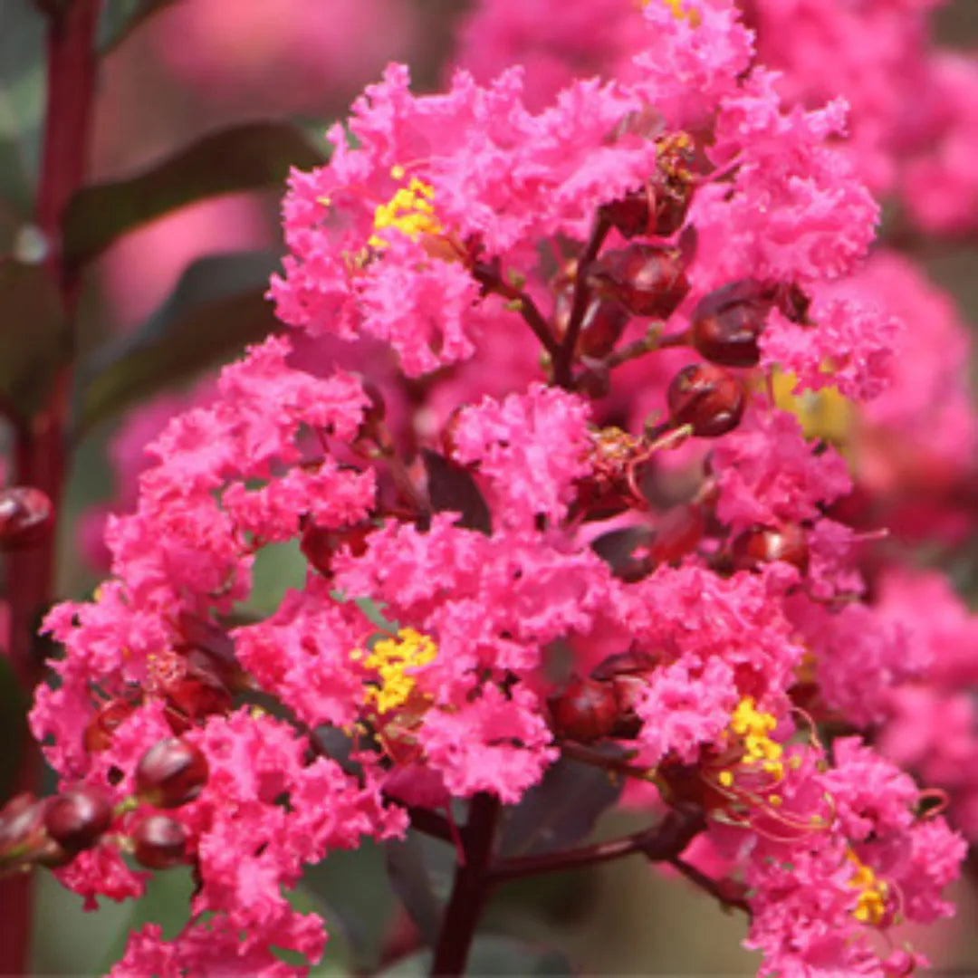 Buy Pink Pearl Black Diamond Crape Myrtle – Lagerstroemia Plant Online at Lalitenterprise