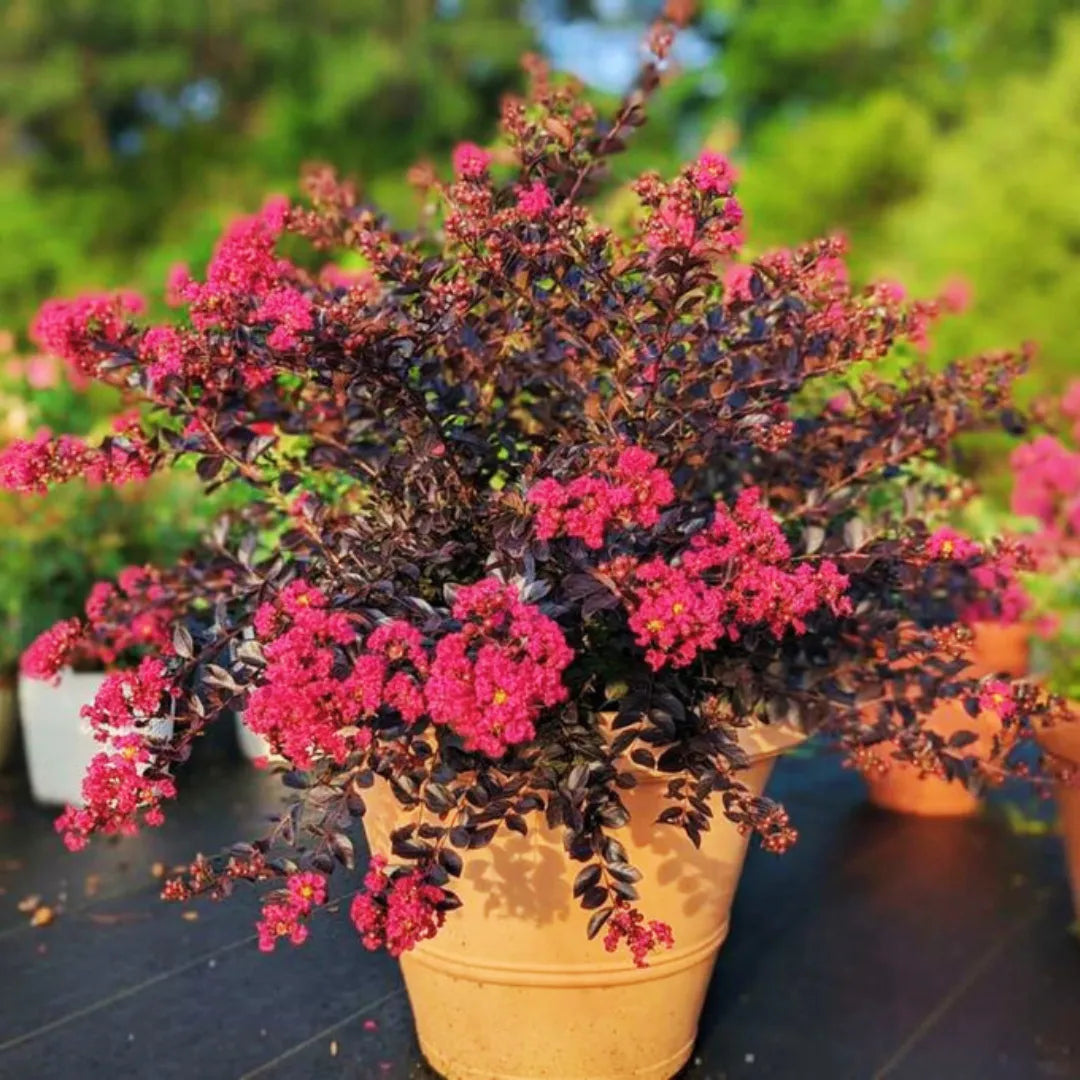 Buy Lagerstroemia Plant Online at Lalitenterprise