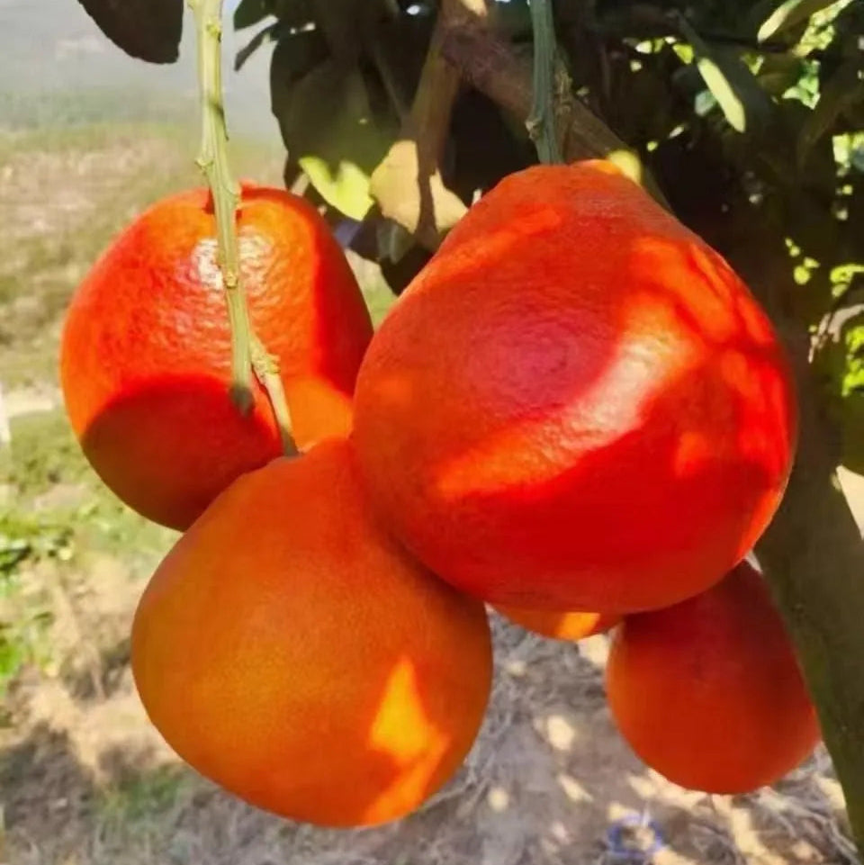 Buy Pomelo Red "Grafted" (Citrus Maxima) - Plant Online at Lalitenterprise
