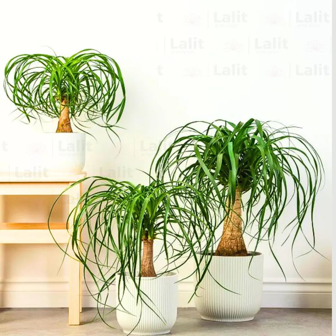 buy ponytail palm online Ponytail Palm (Beaucarnea Recurvata) Nolina Palm