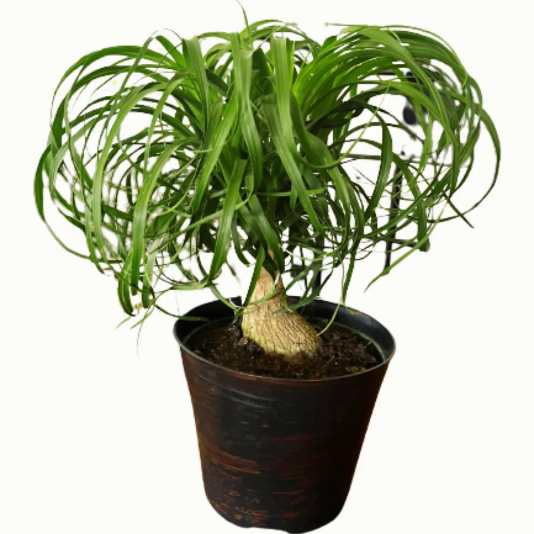 Buy Beaucarnea recurvata Plant Online at Lalitenterprise