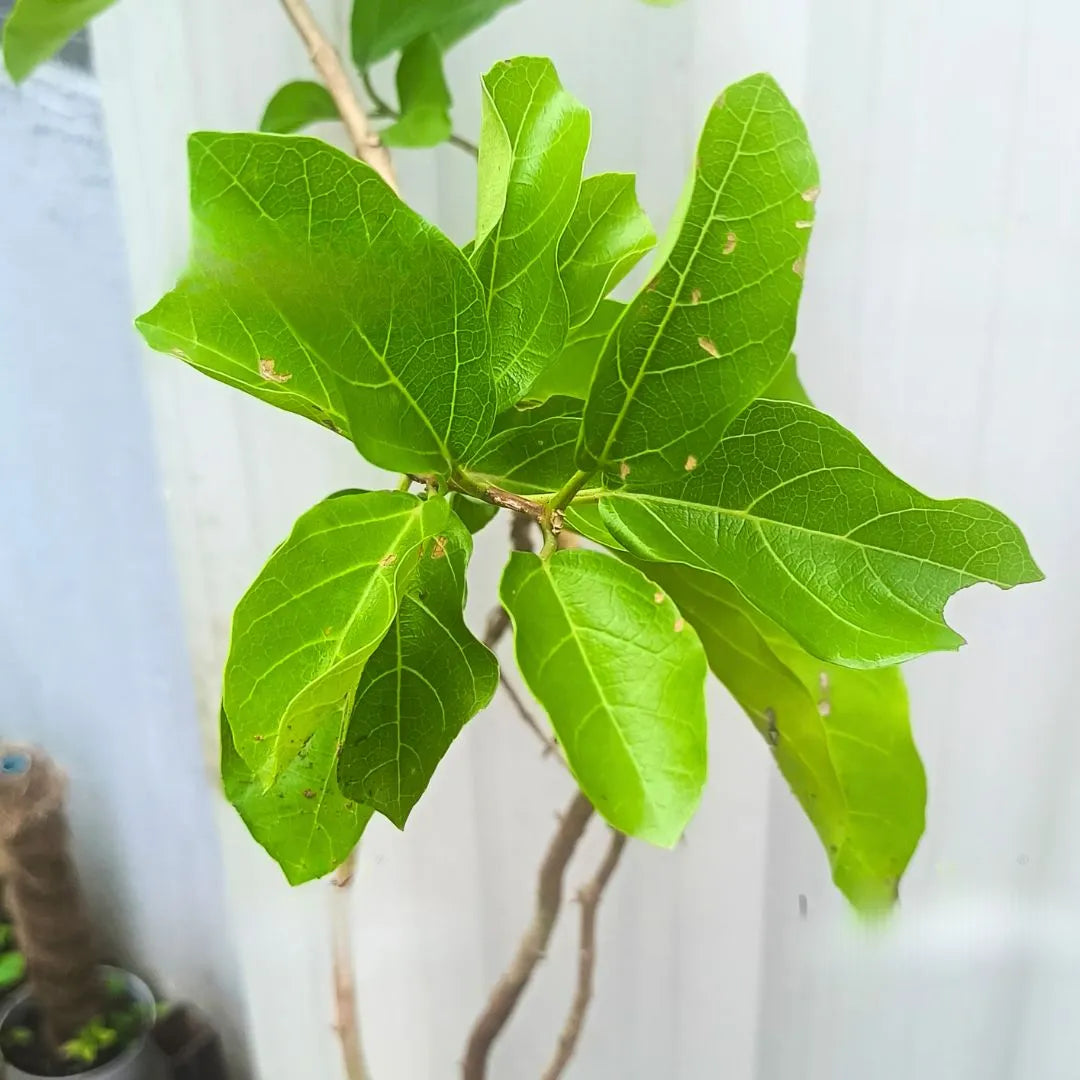 Buy Premna Japonica "Bonsai" (Musk Maple) - Plant Online at Lalitenterprise