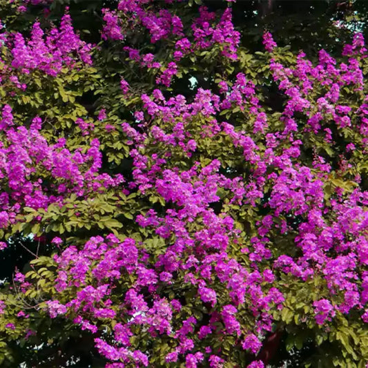 Buy Pride of India Plant - Lalitenterprise