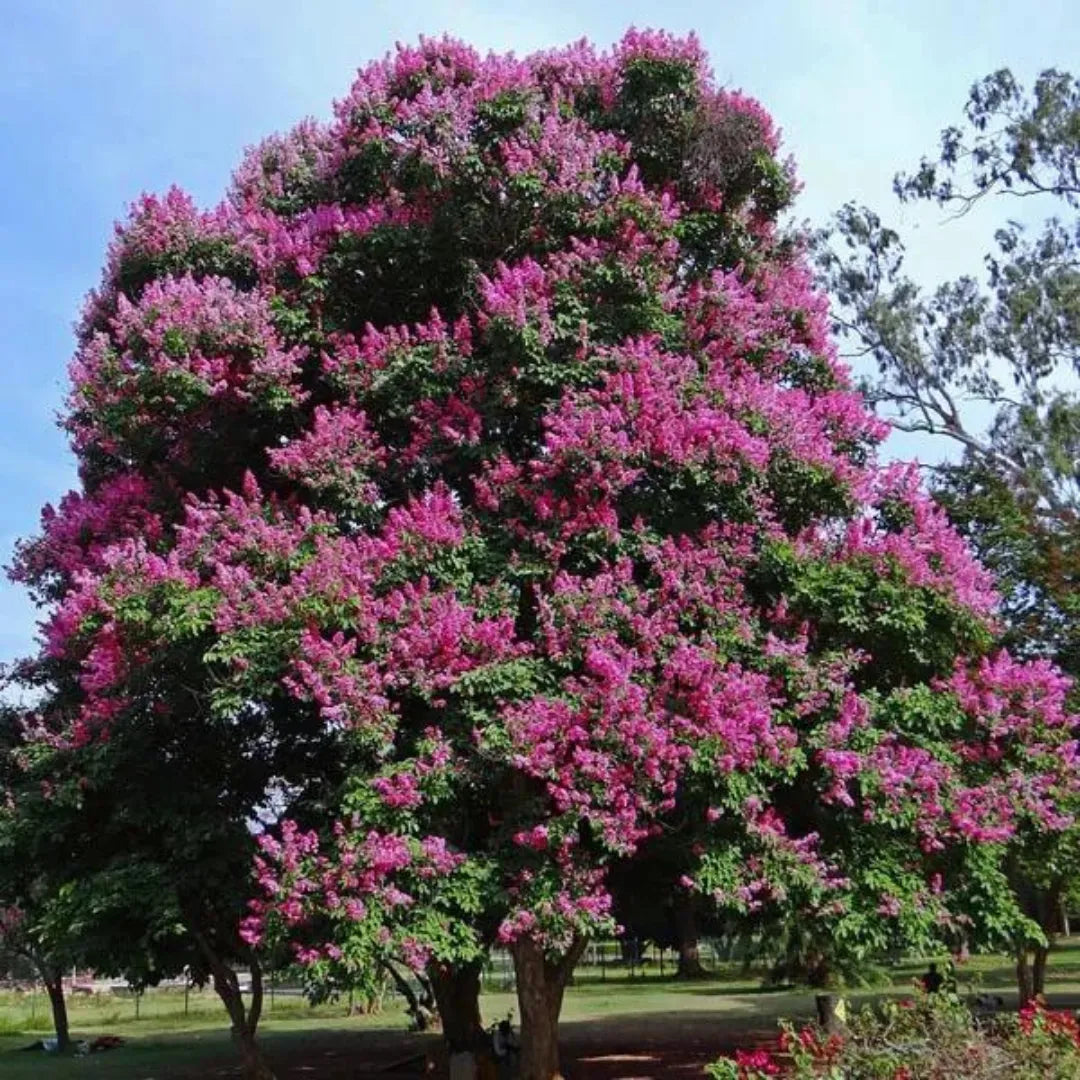 Lagerstroemia Speciosa - Plant