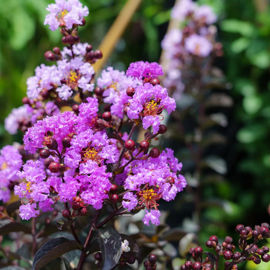 Buy Purely Purple Crape Myrtle Black Diamond Plant Onlline at Lalitenterprise