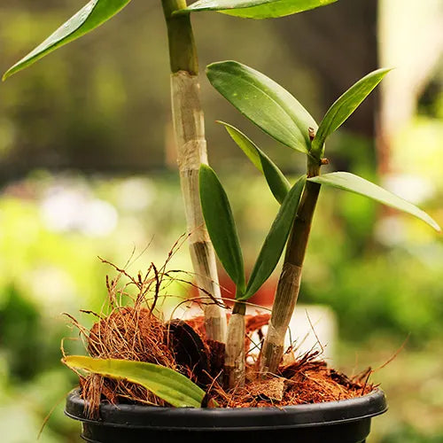 Buy Purple White Dendrobium Orchid - Plant Online at Lalitenterprise