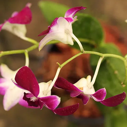 Buy Purple White Dendrobium Orchid - Plant Online at Lalitenterprise