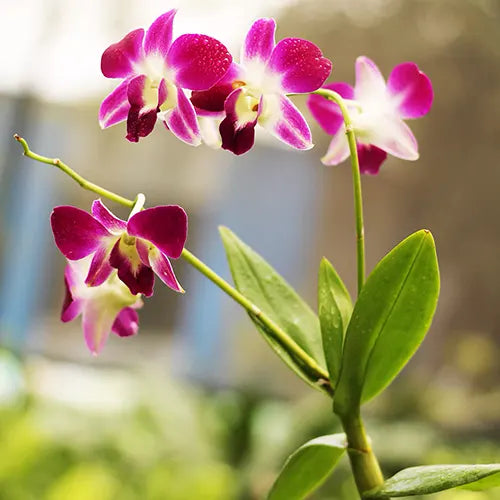 Buy Purple White Dendrobium Orchid - Plant Online at Lalitenterprise