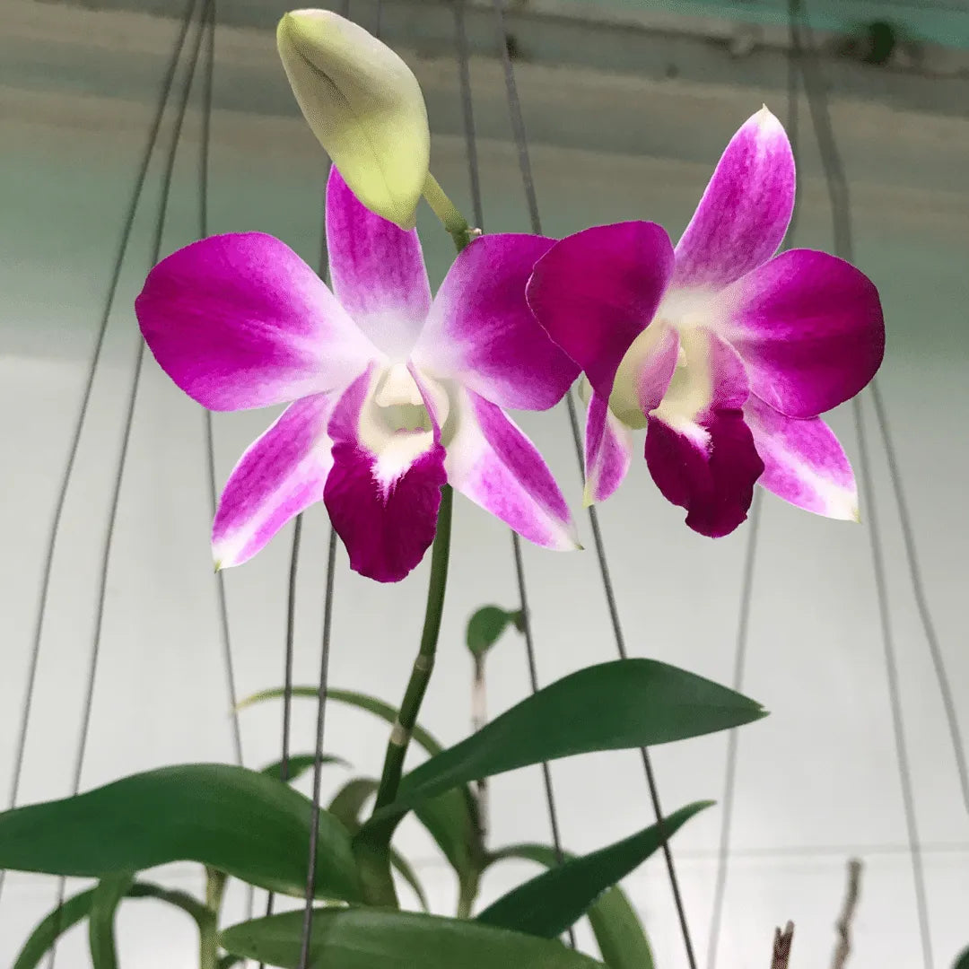 Buy Purple white Dendrobium Orchid Plant online at Lalitenterprise