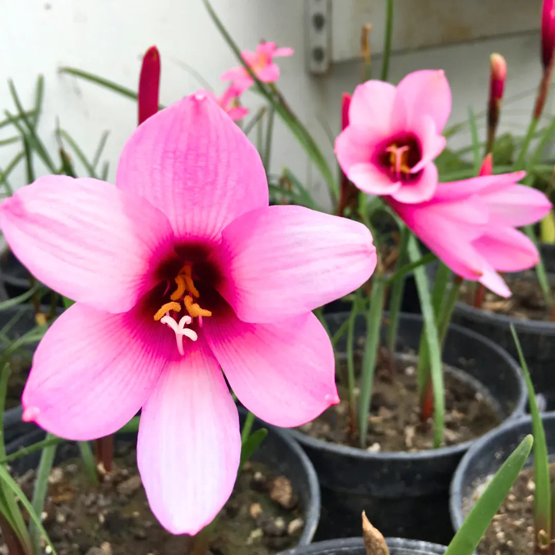 Buy Rain Lily Jumbo "Zephyranthes" - Plant Online at Lalitenterprise