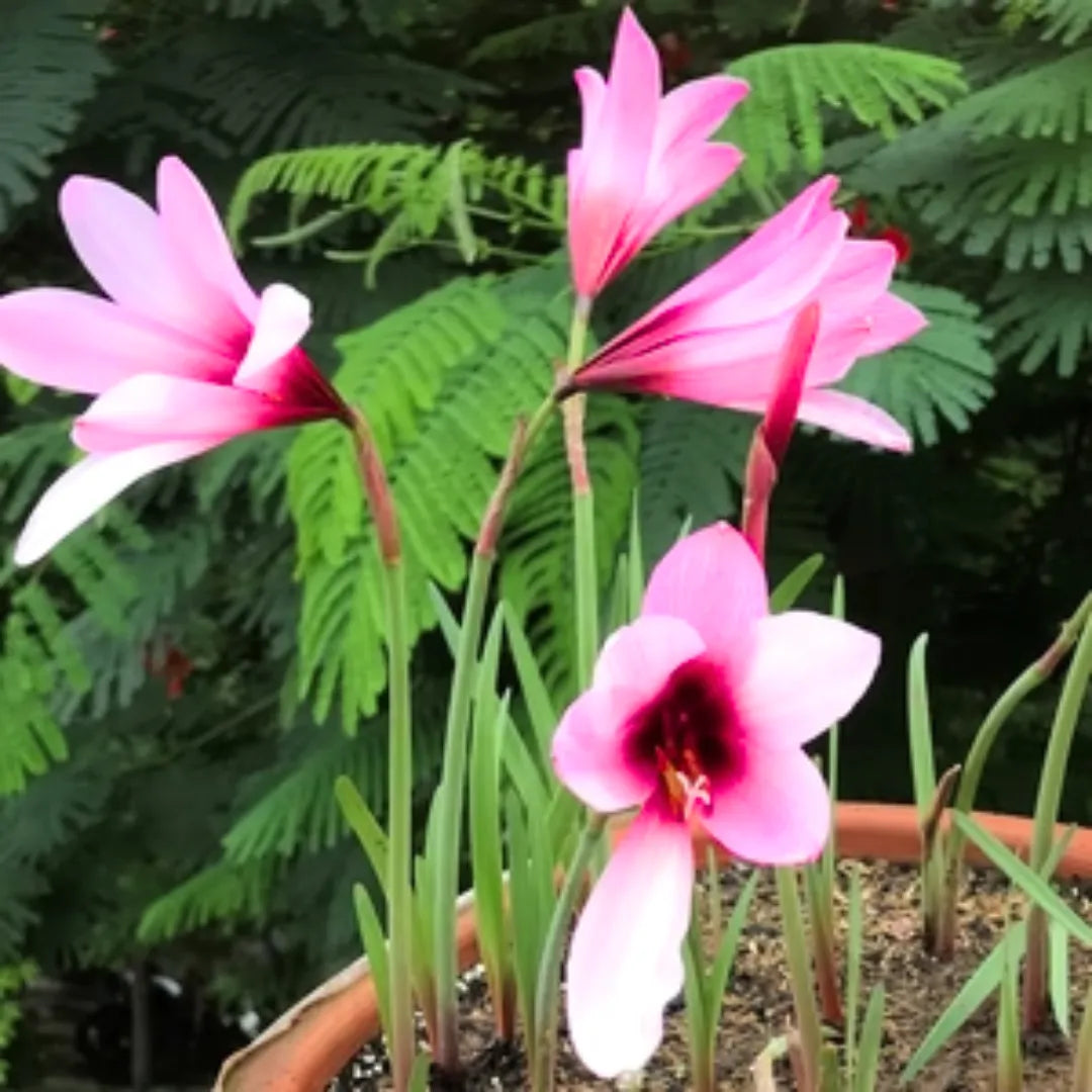 Buy Rain Lily Jumbo "Zephyranthes" - Plant Online at Lalitenterprise