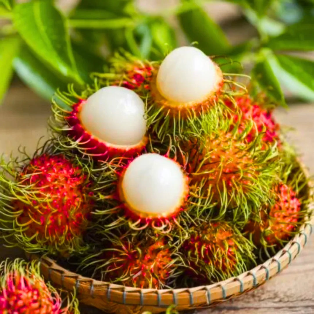 Buy Rambutan N18 (Nephelium Lappaceum) - Plant Online at Lalitenterprise