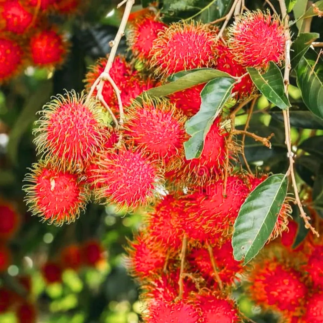 Buy Rambutan N18 - Plant Online at Lalitenterprise