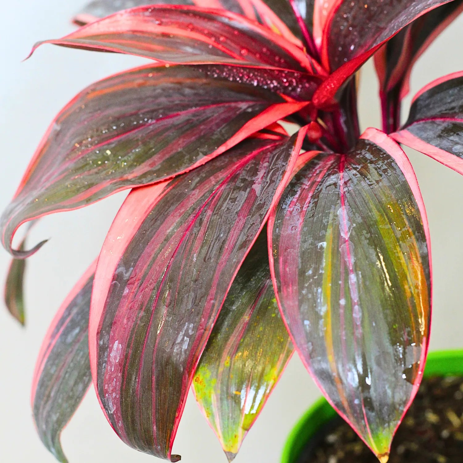 dracaena vs cordyline Red Dracaena, Cordyline 'Red Sister'