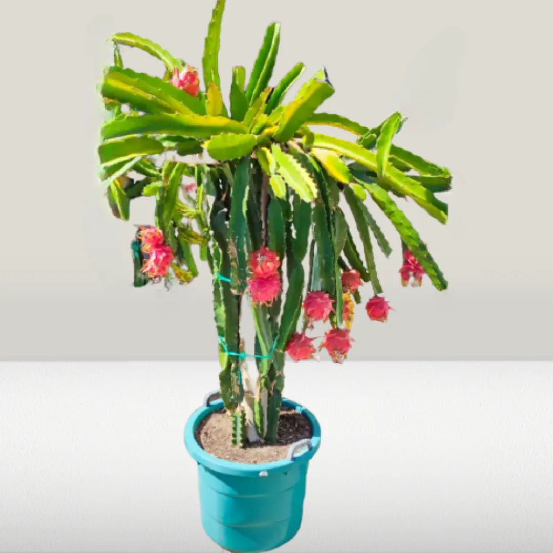 Buy Red Dragon Fruit Plant Online at Lalitenterprise